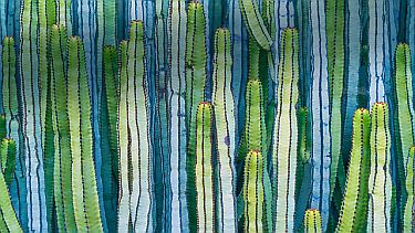 Mexican giant cardon cactus